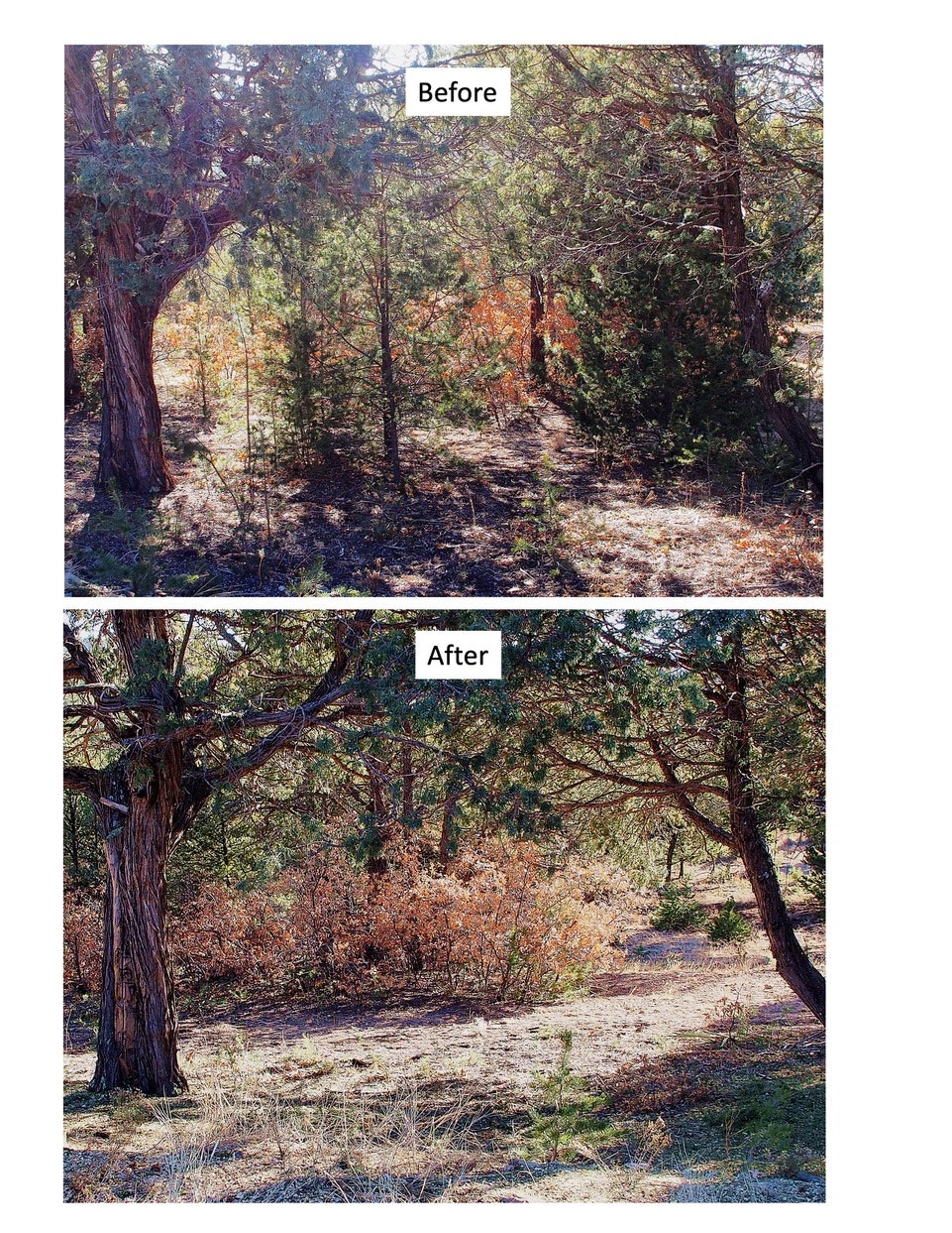 "Before" and "After" images show a forest area with underbrush cleared, improving visibility and space.