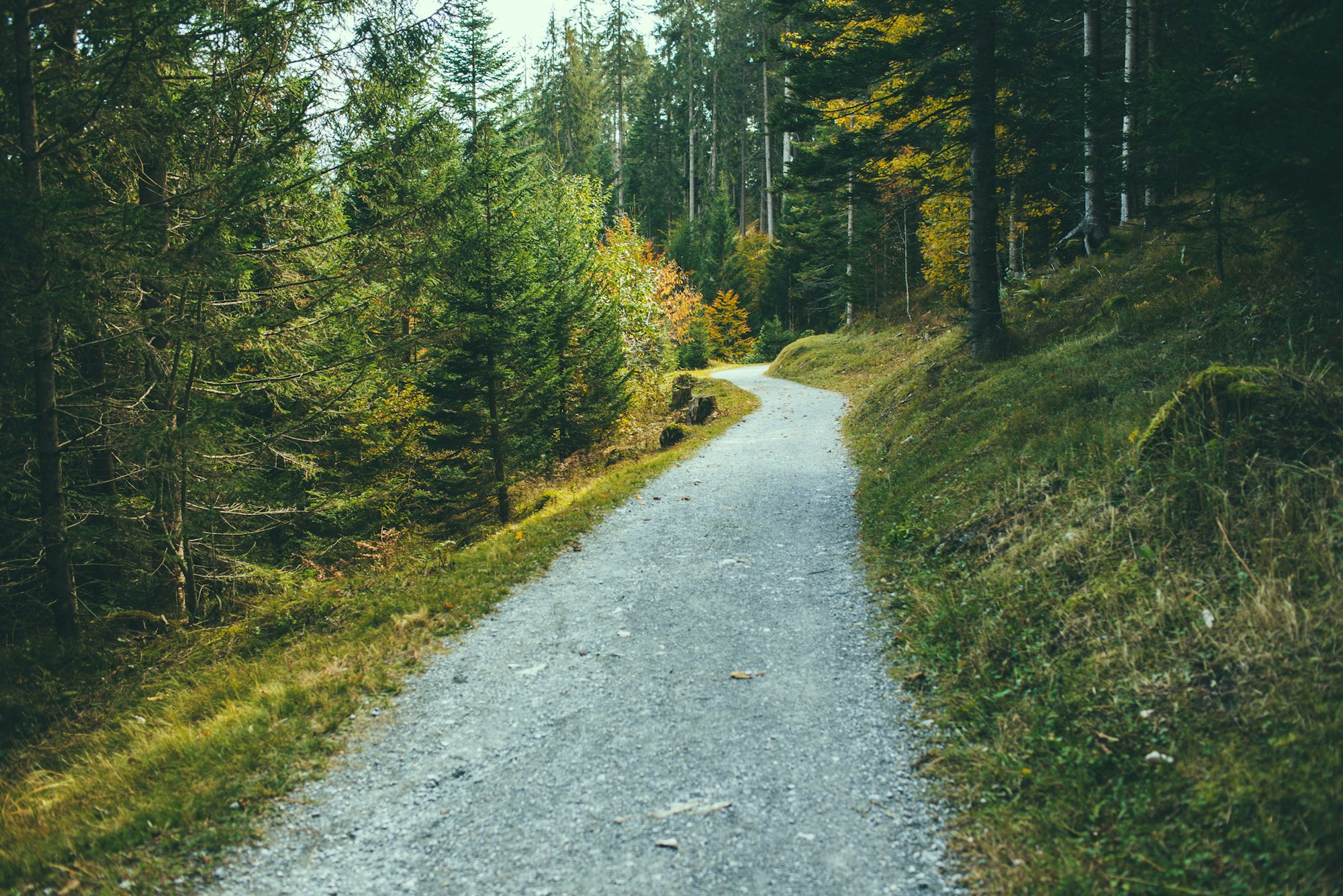 A winding gravel path through a tranquil forest with lush green and autumnal trees.