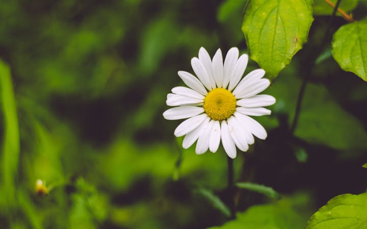 A daisy with white petals and a yellow center, surrounded by green leaves.