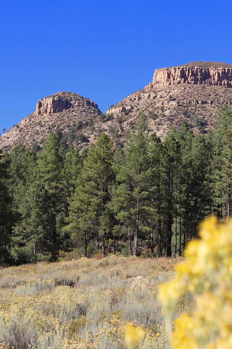 Rocky mesa above a pine forest and scrubland, clear blue sky.