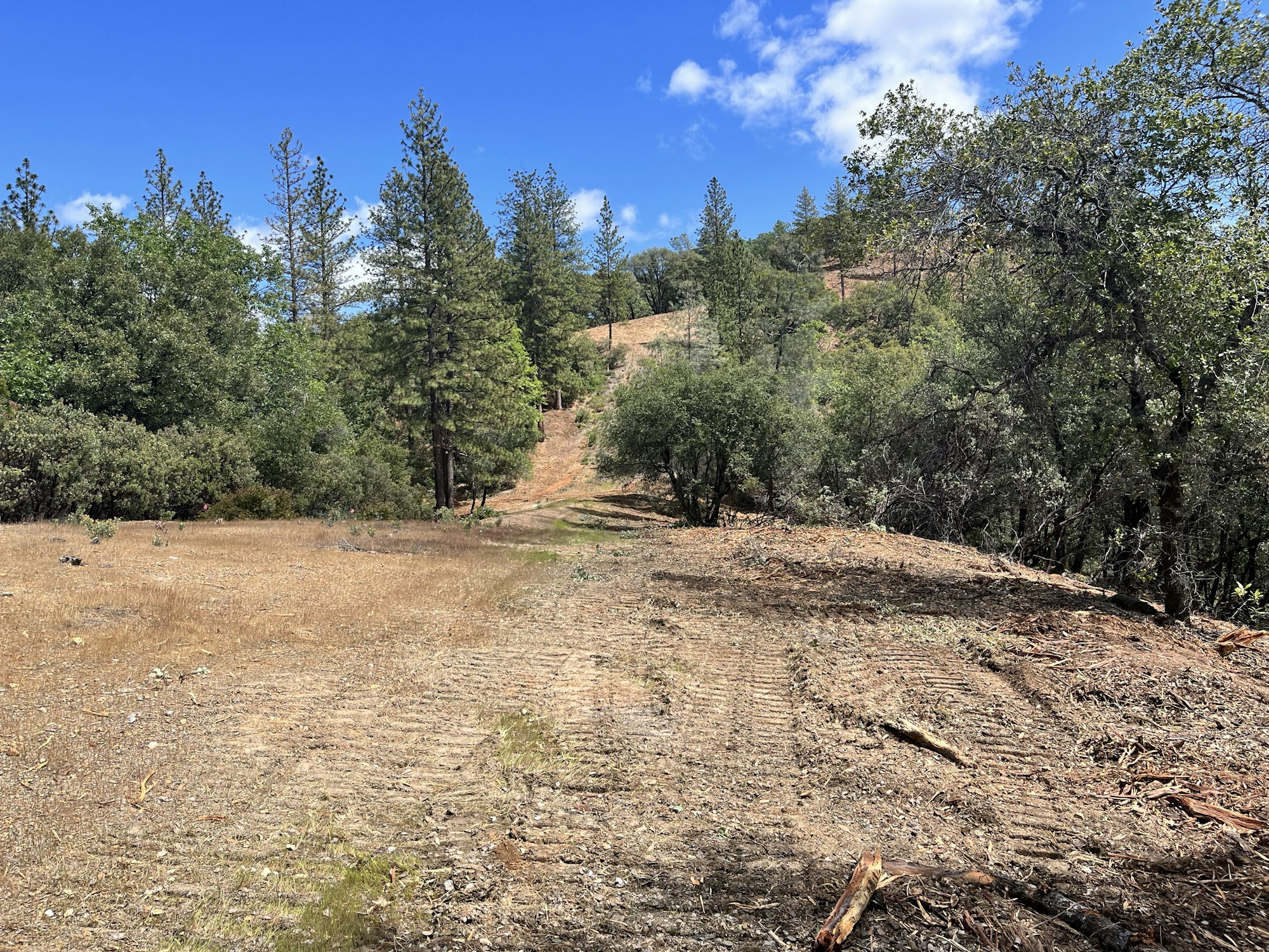 May contain: tree, plant, fir, soil, gravel, road, wilderness, outdoors, nature, ground, and vegetation