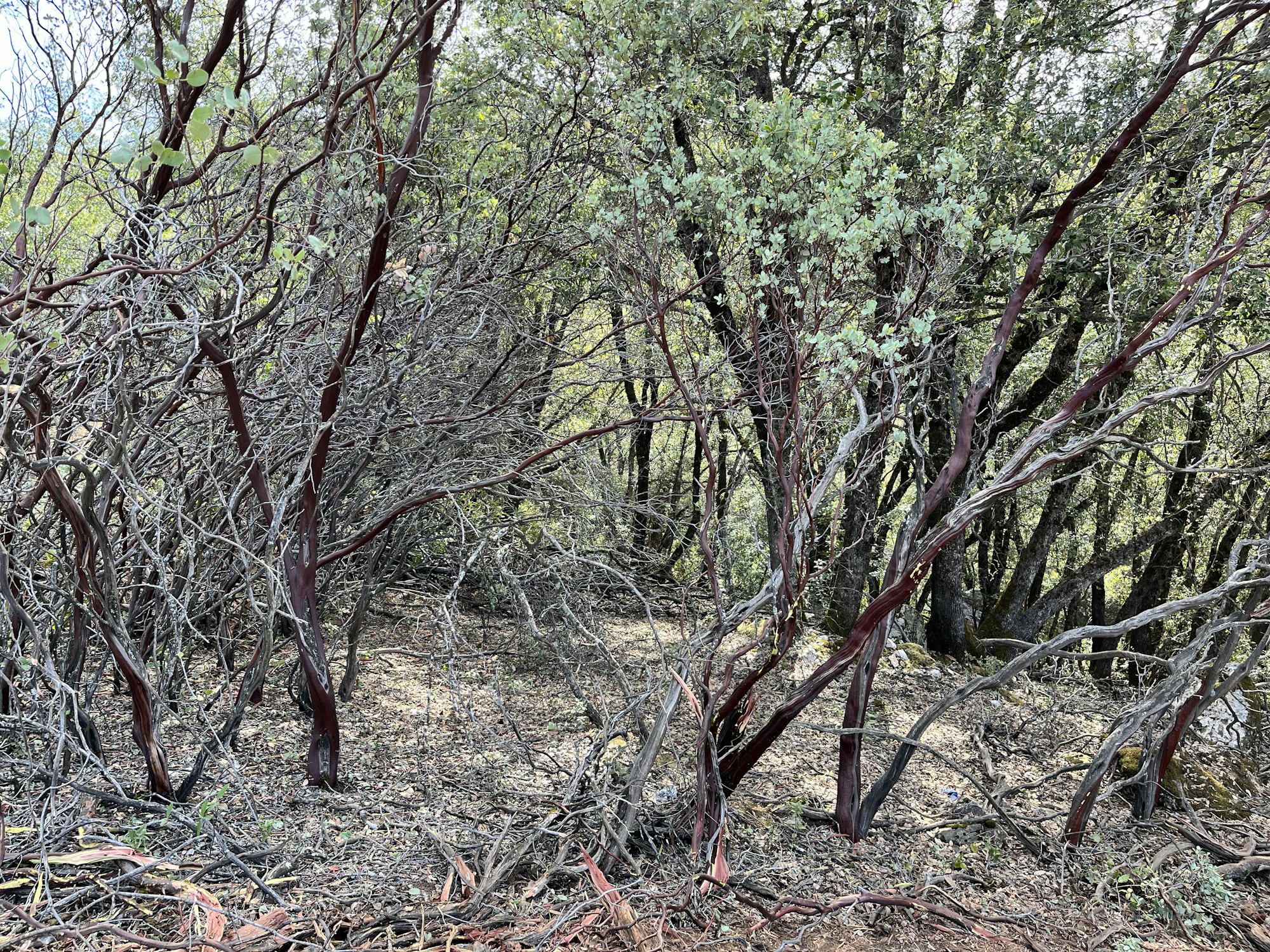 May contain: vegetation, plant, woodland, tree, land, outdoors, nature, grove, tree trunk, wilderness, and ground