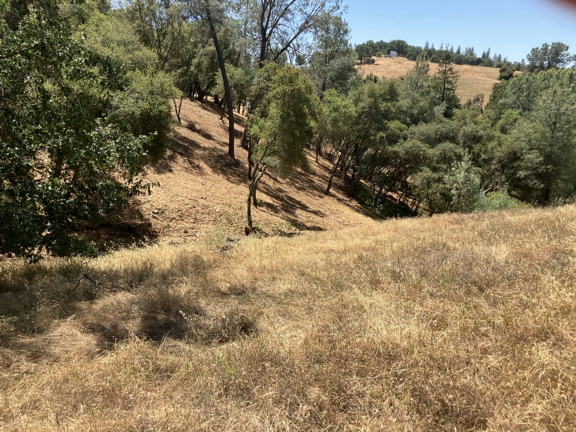 A hilly landscape with dry grass and scattered trees under a clear sky.