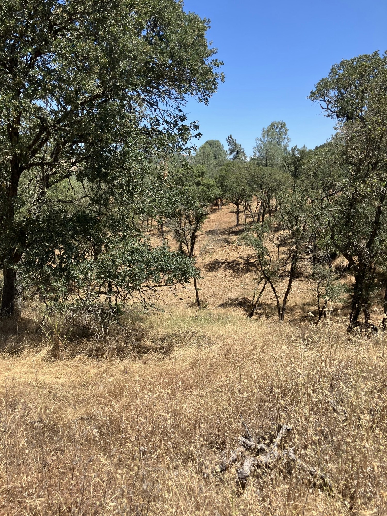 Dry grassy area with trees under a clear blue sky. (Image is rotated.)