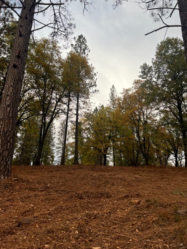 A forested area with tall trees and a ground covered in dry leaves, suggesting autumn.