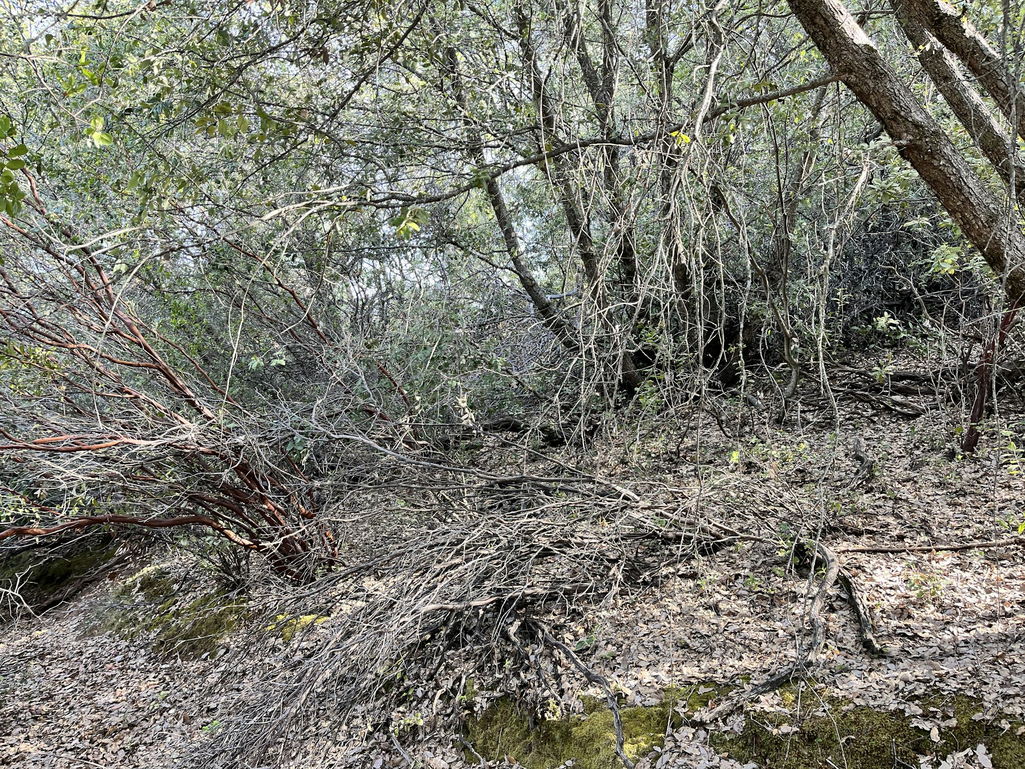 May contain: vegetation, plant, land, outdoors, nature, woodland, tree, and wilderness