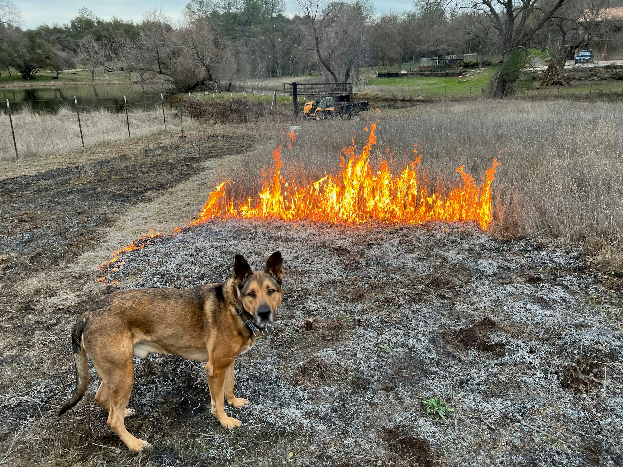 A dog stands in front of a prescribed burn and a rural backdrop.