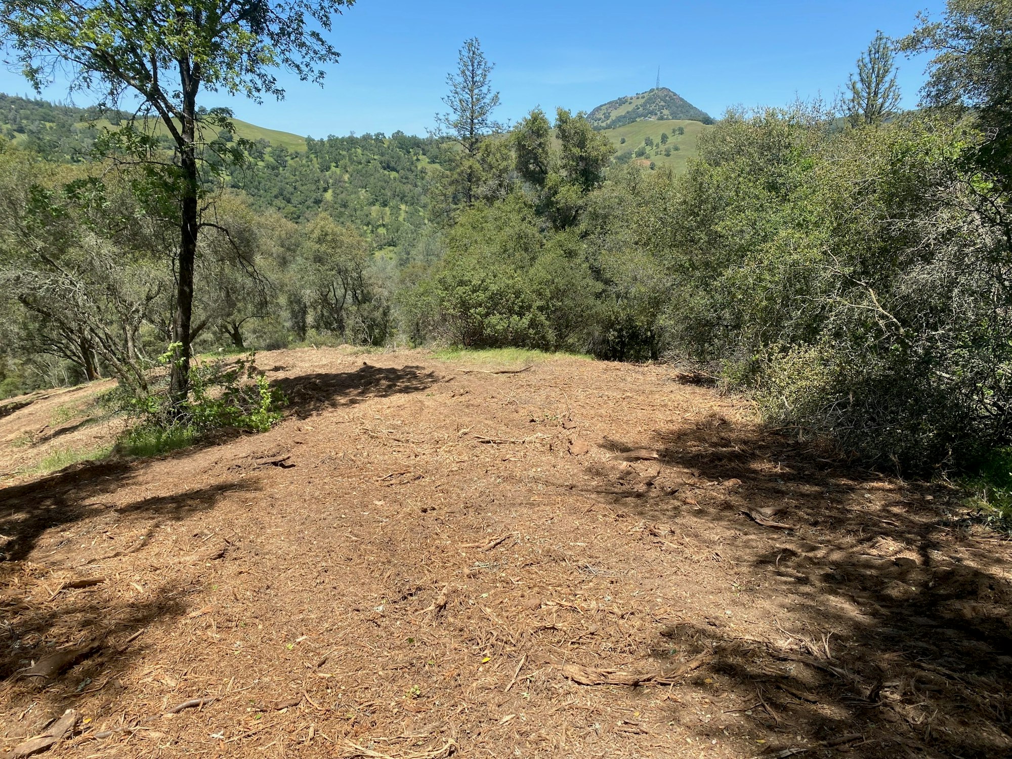 A clearing with dry foliage, surrounded by trees with a hill in the distance under a blue sky.