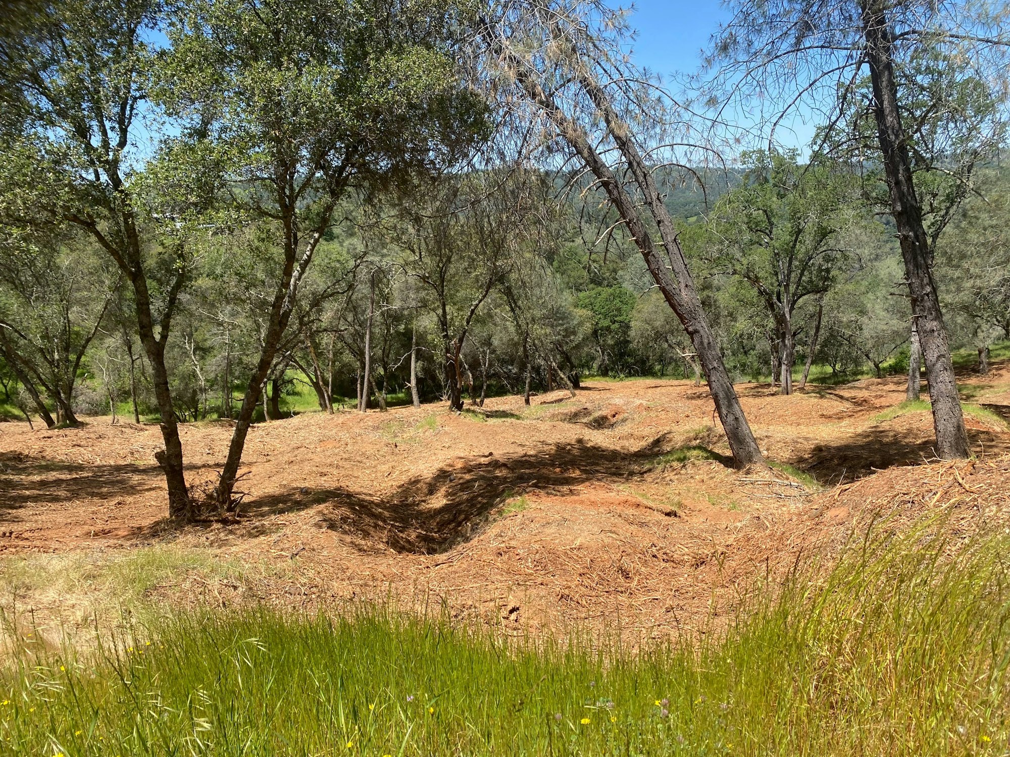 Sunny landscape with trees, grass, and dry pine needles on the ground.