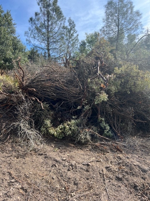 A pile of branches and foliage under a blue sky.