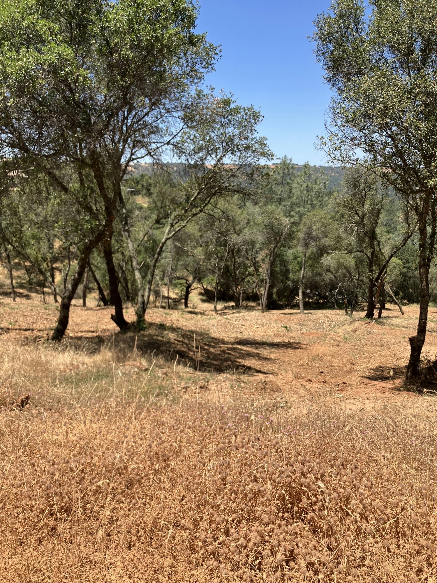 A sunny forest landscape with dry grass and trees; image is rotated 90 degrees to the right.
