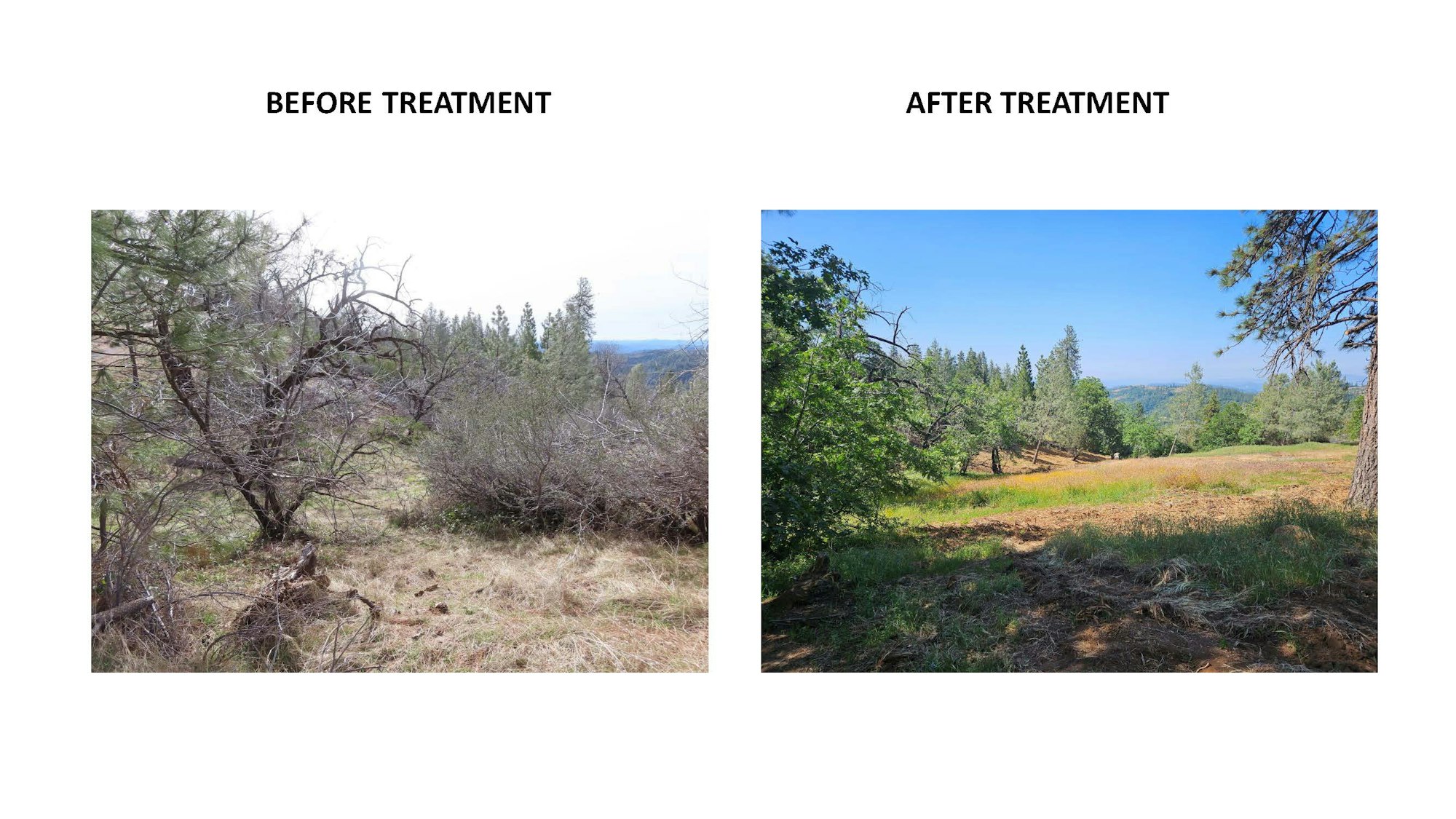 May contain: plant, tree, nature, outdoors, wilderness, vegetation, fir, land, woodland, conifer, pine, grove, soil, and grass