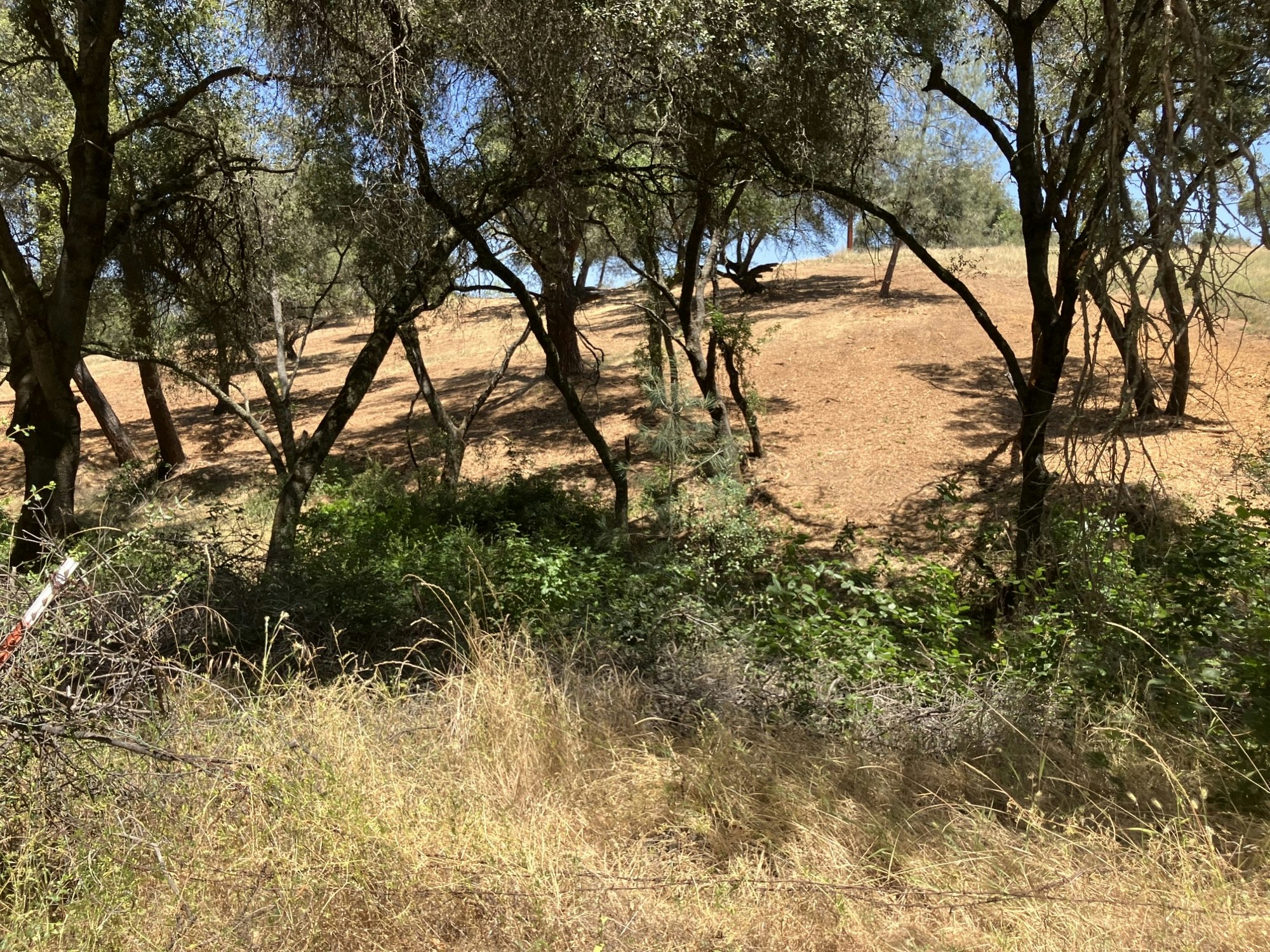 A wooded area with a mix of trees, shadows, and dry grass under a bright sky.