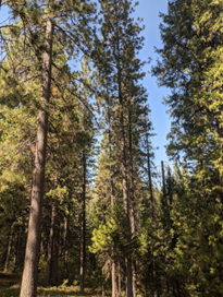 A dense forest with tall pine trees under a clear blue sky.