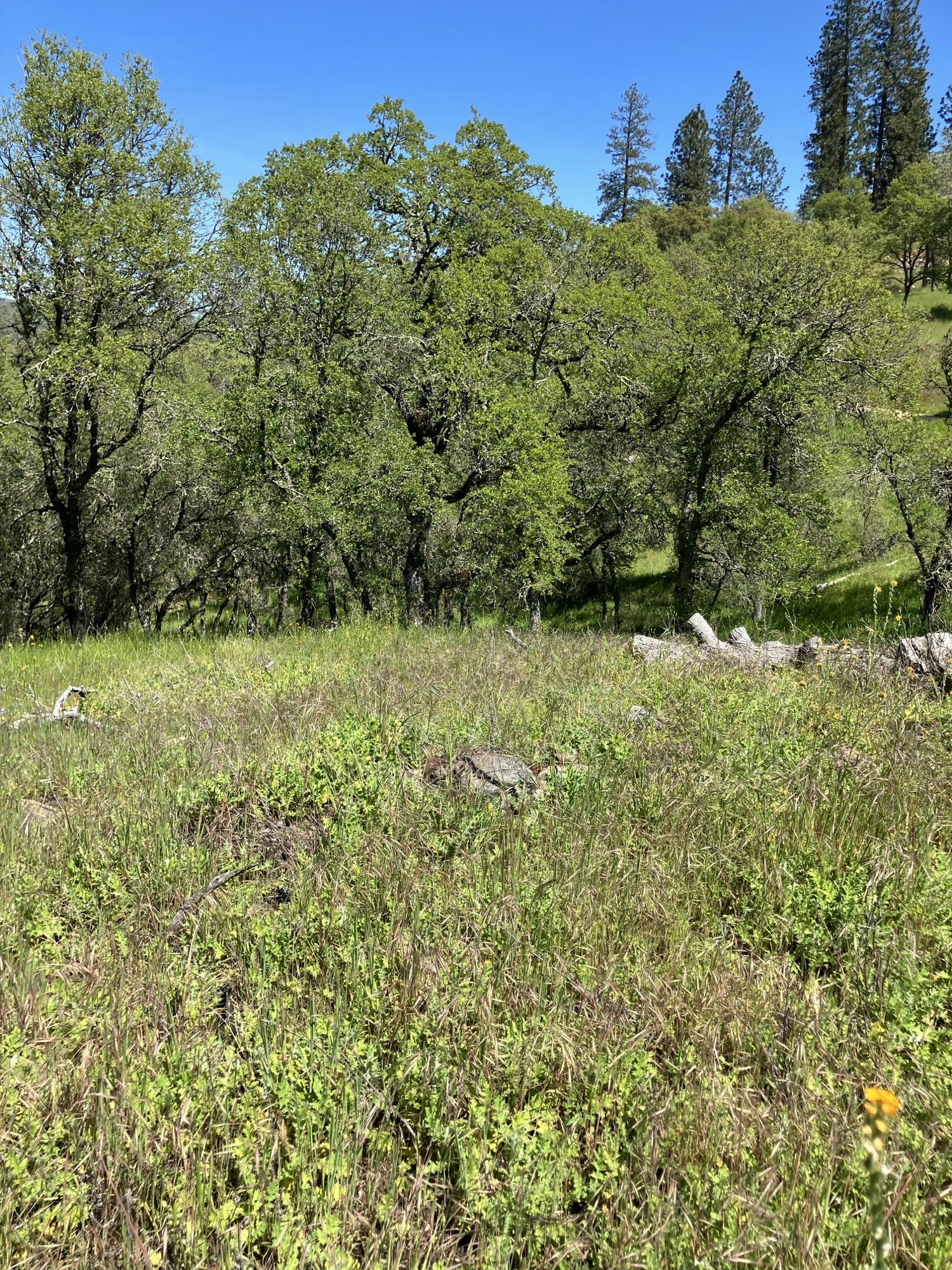 Grassy field with trees, sunny day, image rotated 90 degrees to the right.