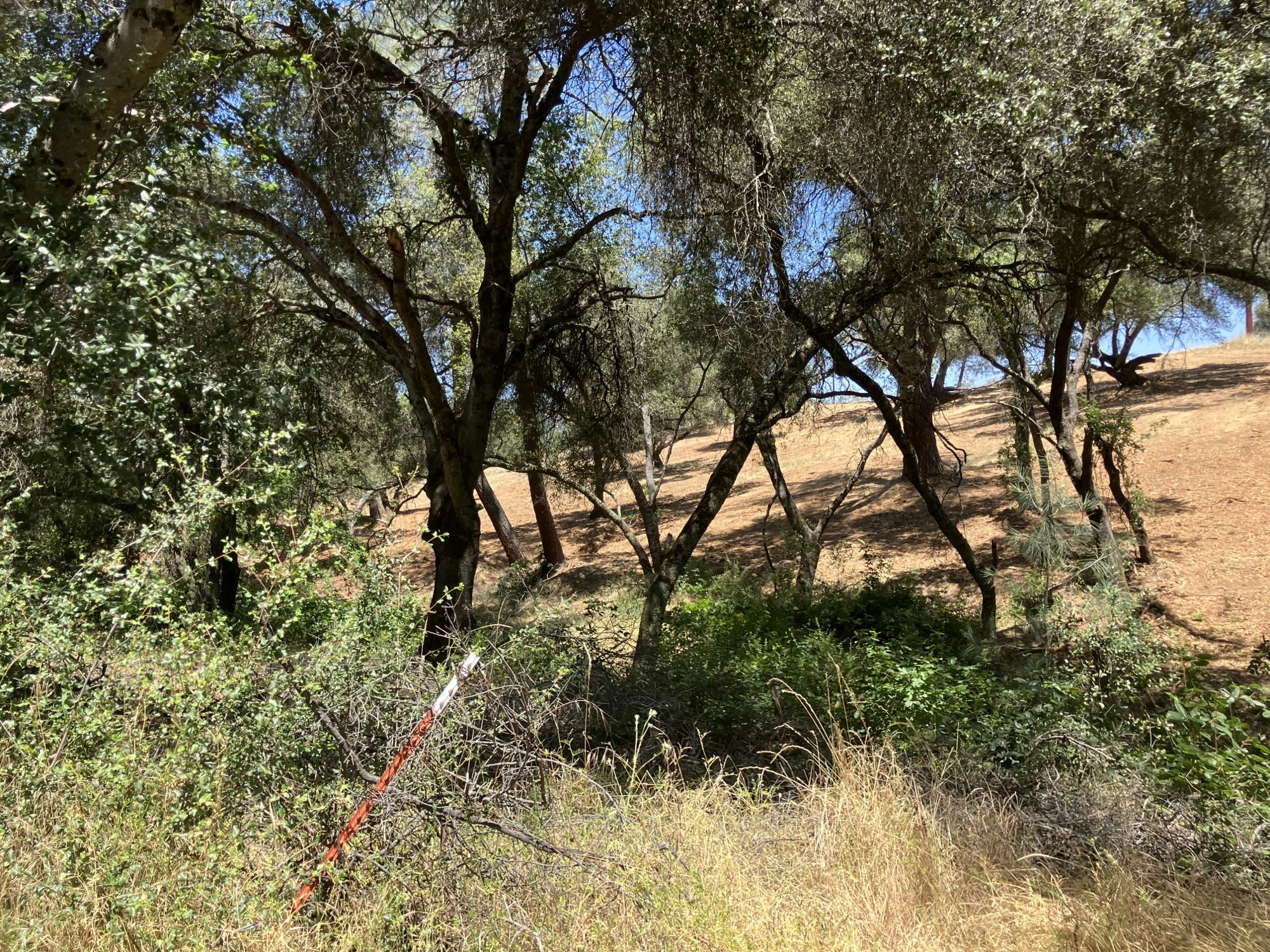 A sunny landscape with trees, dry grass, and a fallen, dead tree with red markings.