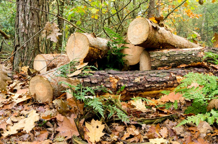 May contain: wood, tree, plant, lumber, leaf, tree trunk, and fern