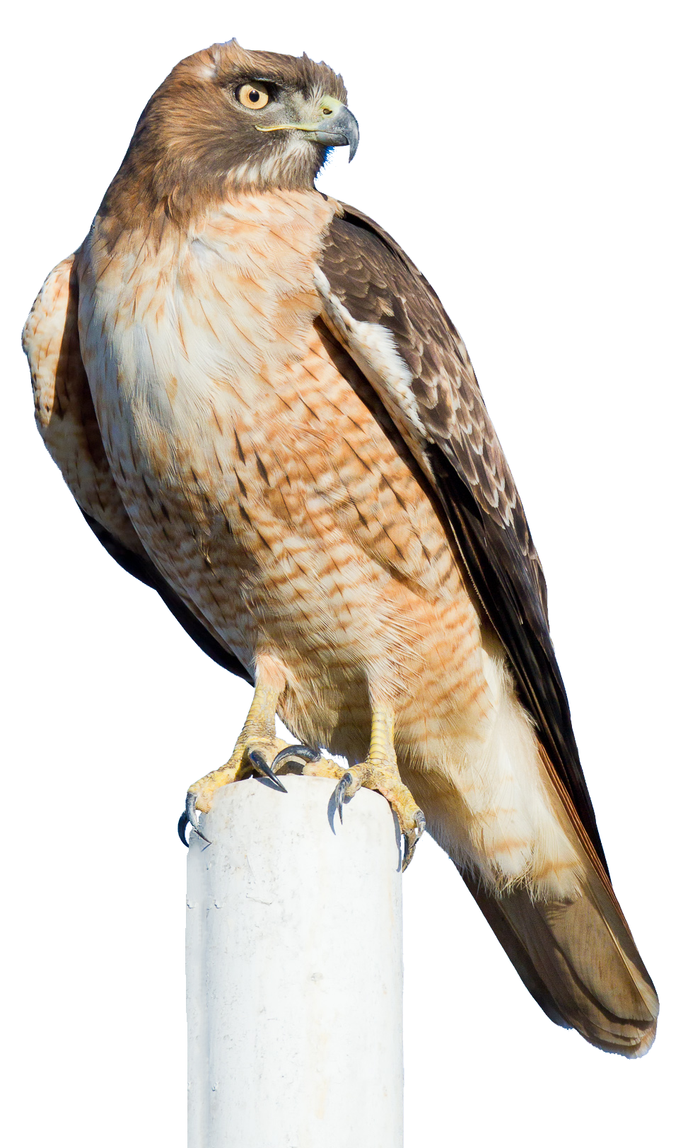 May contain: animal, bird, buzzard, and hawk
