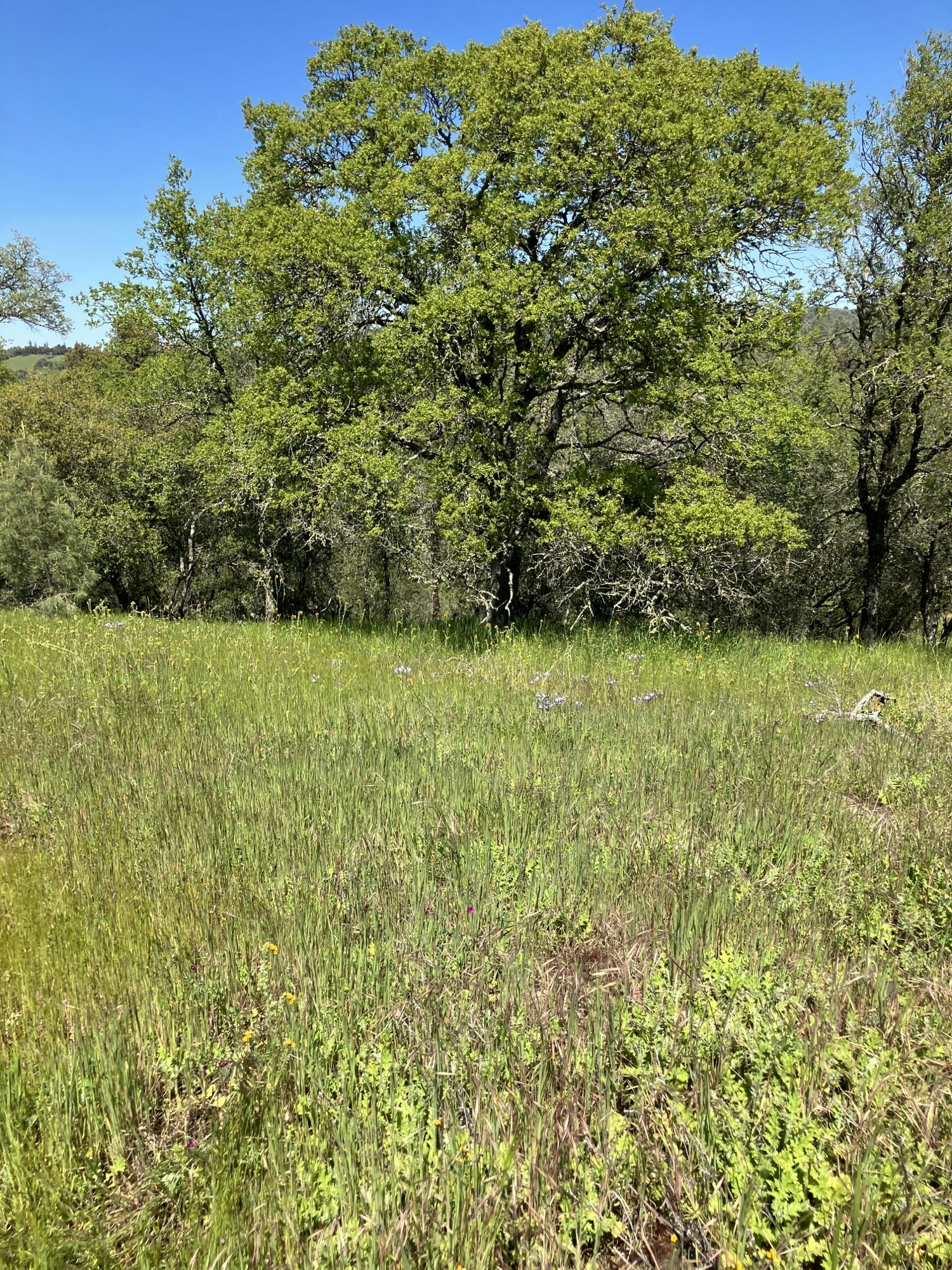 Tall green grass with trees under a blue sky, rotated sideways.