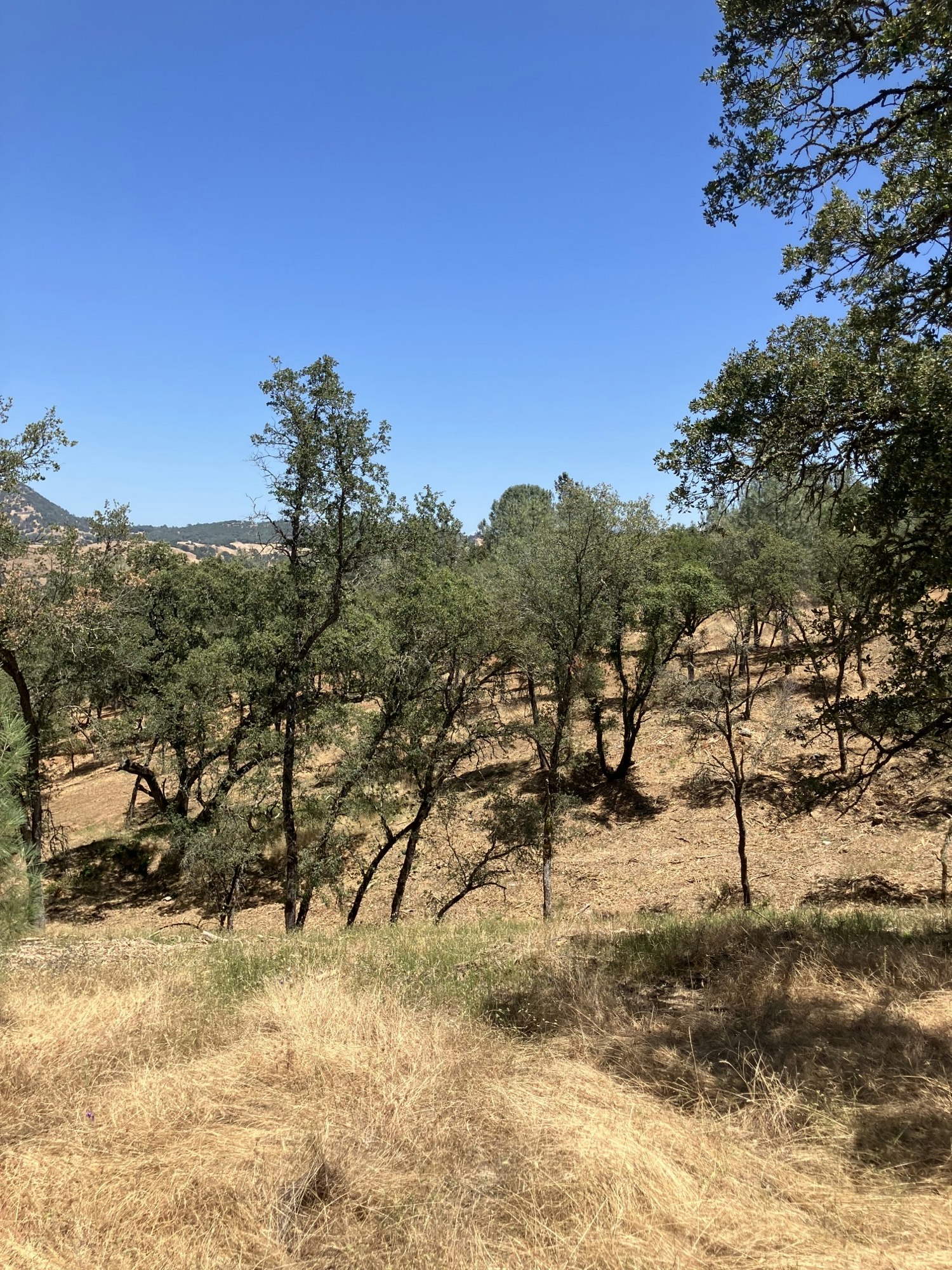 A sunny landscape with dry grass, trees, and a clear blue sky. (The image is rotated 90 degrees counterclockwise.)