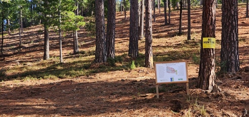 Pine forest with an informational sign and a "NO HUNTING" sign.