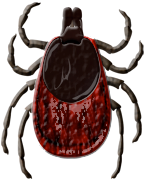 tick