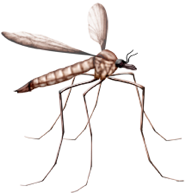 May contain: invertebrate, animal, mosquito, and insect