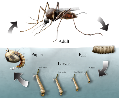 May contain: animal, invertebrate, spider, and arachnid