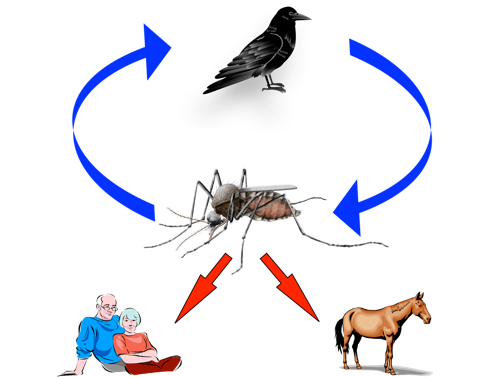May contain: human, person, mammal, horse, animal, and bird