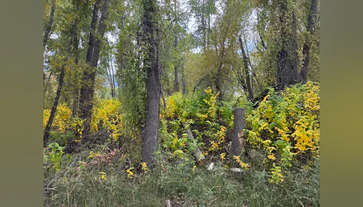 A forest scene featuring tall trees and vibrant yellow foliage, with some cut logs and greenery on the forest floor.