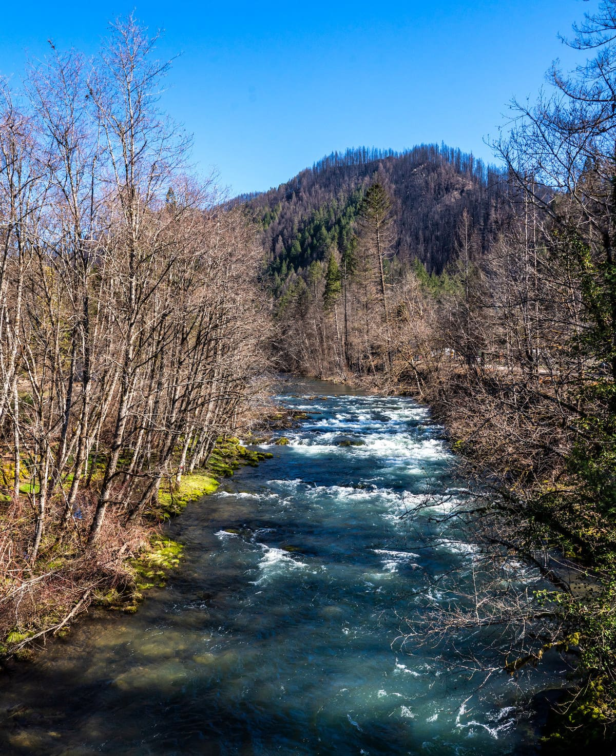 A stream flows through a forest with a mountain backdrop under a clear blue sky.