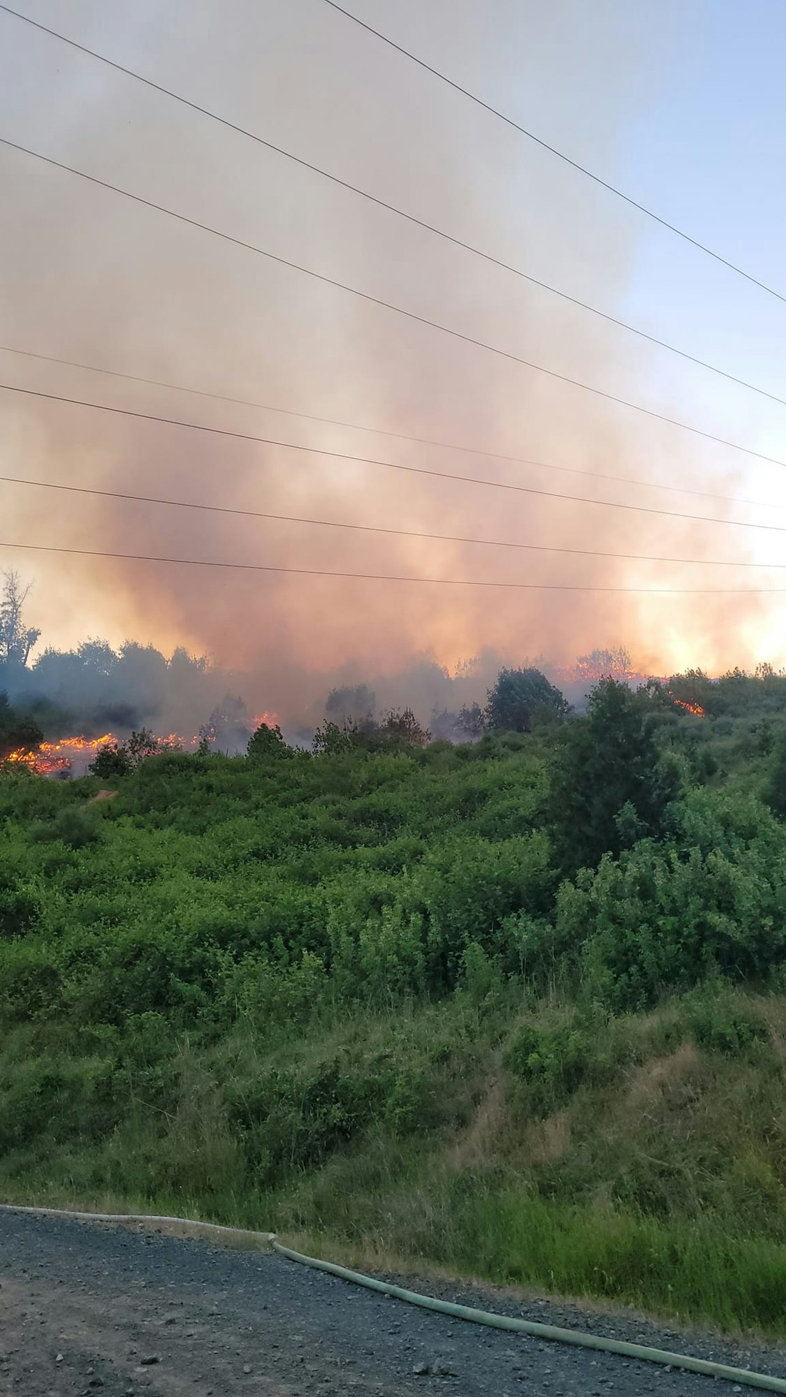 May contain: plant, vegetation, and fire