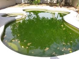 A pool with green water and leaves floating on the surface.