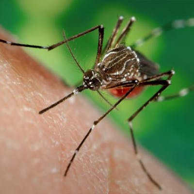 May contain: insect, invertebrate, animal, and mosquito