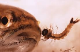 Mosquito Fish eating larvae