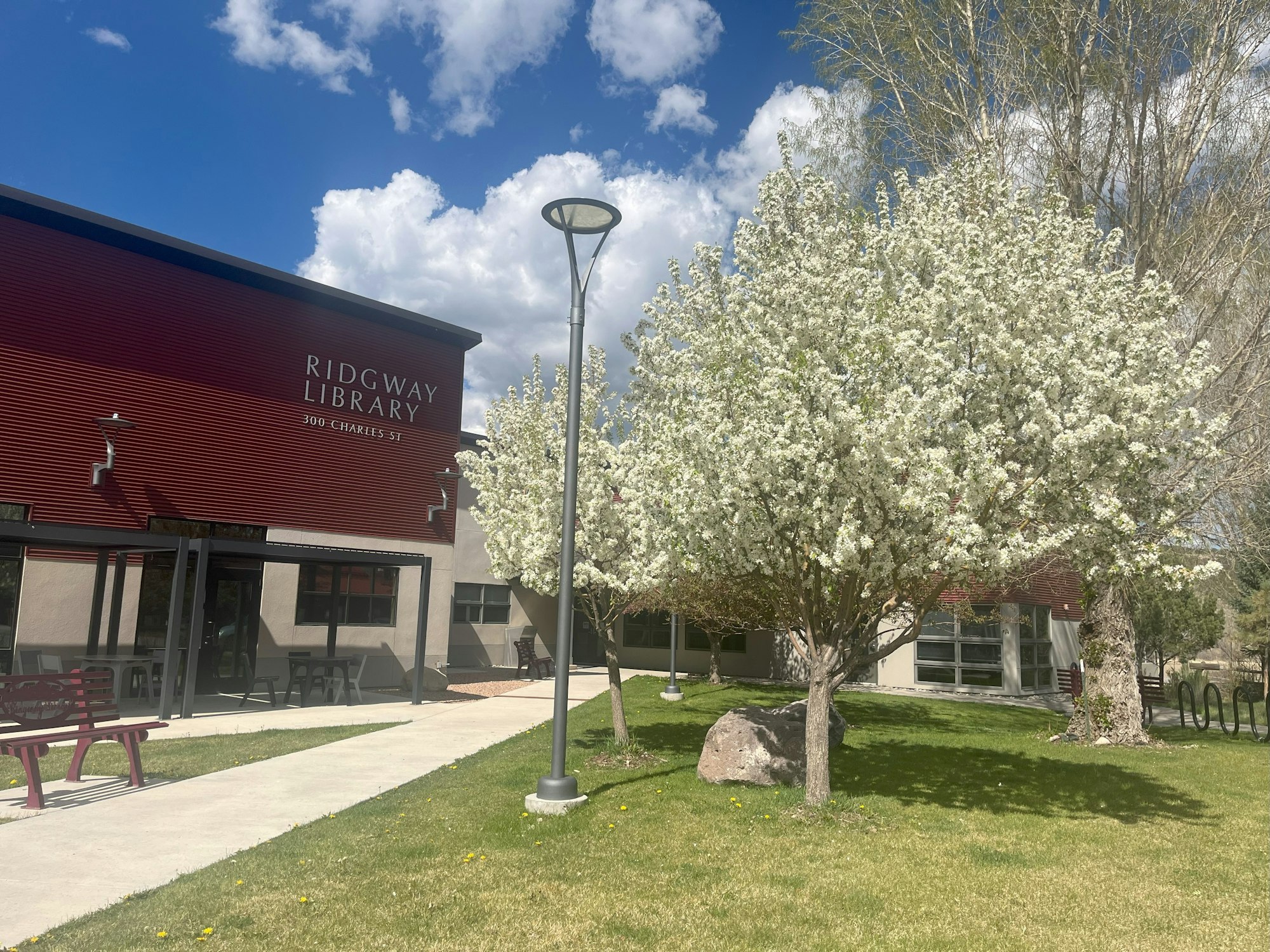 A blooming tree in front of Ridgway Library with clear blue skies. A pergola is attached to the library near the sidewalk