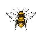 Drawing of bee from above