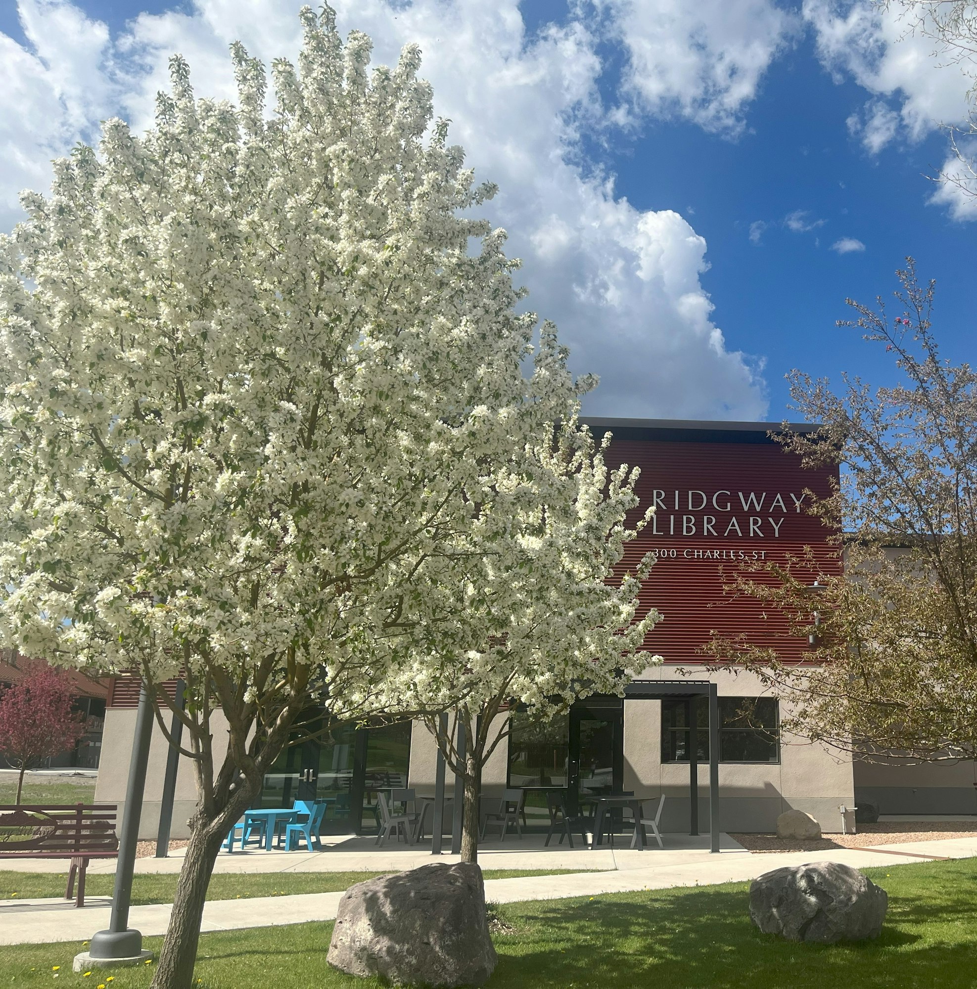 Blooming tree in front of Ridgway Library with clear blue sky and clouds.