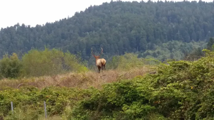 buck on hill, trees in background