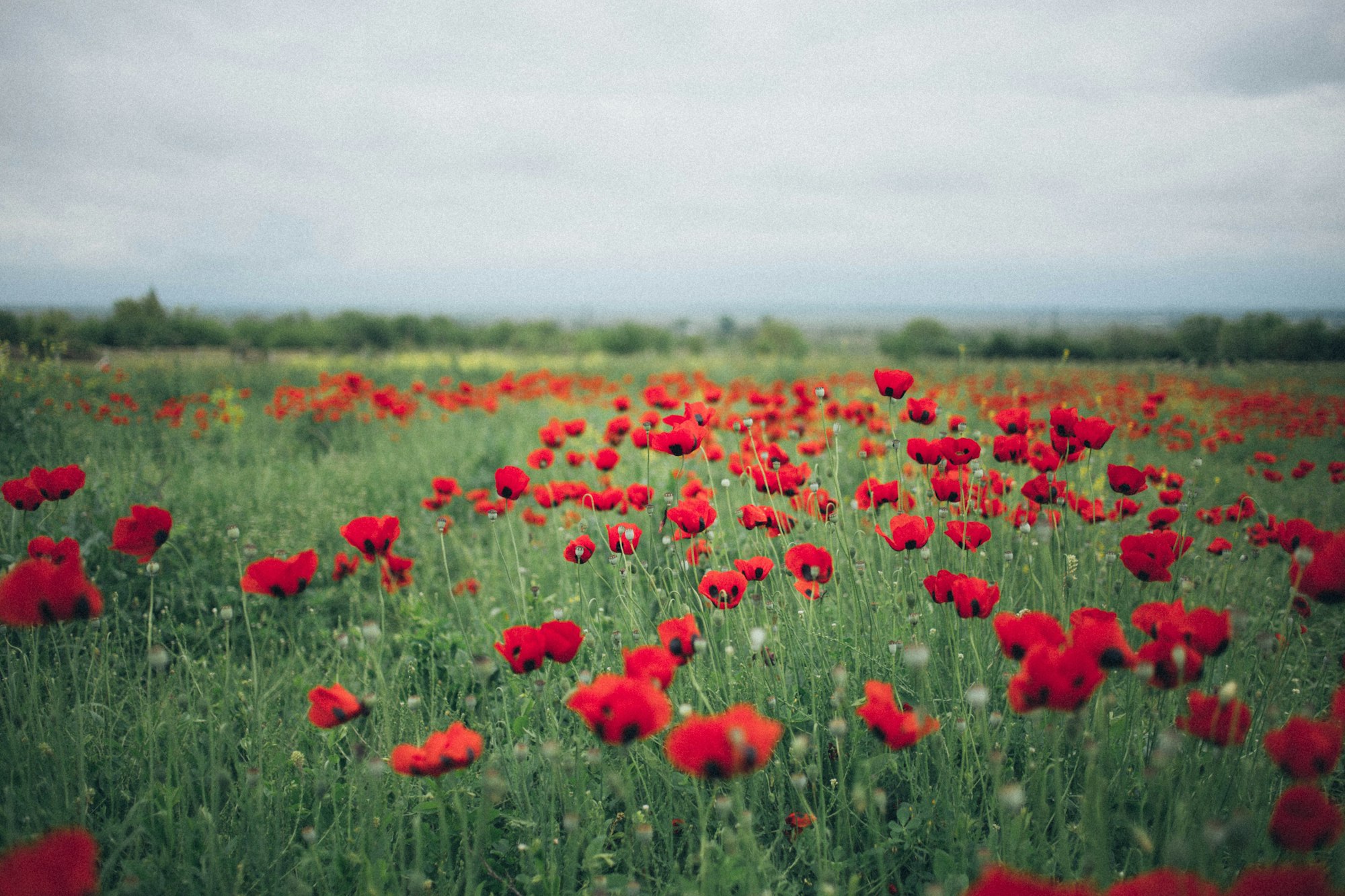 May contain: field, grassland, nature, outdoors, countryside, meadow, rural, flower, plant, and grass