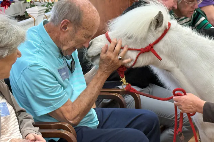 An elderly man in a blue shirt gently embraces a small white pony indoors.