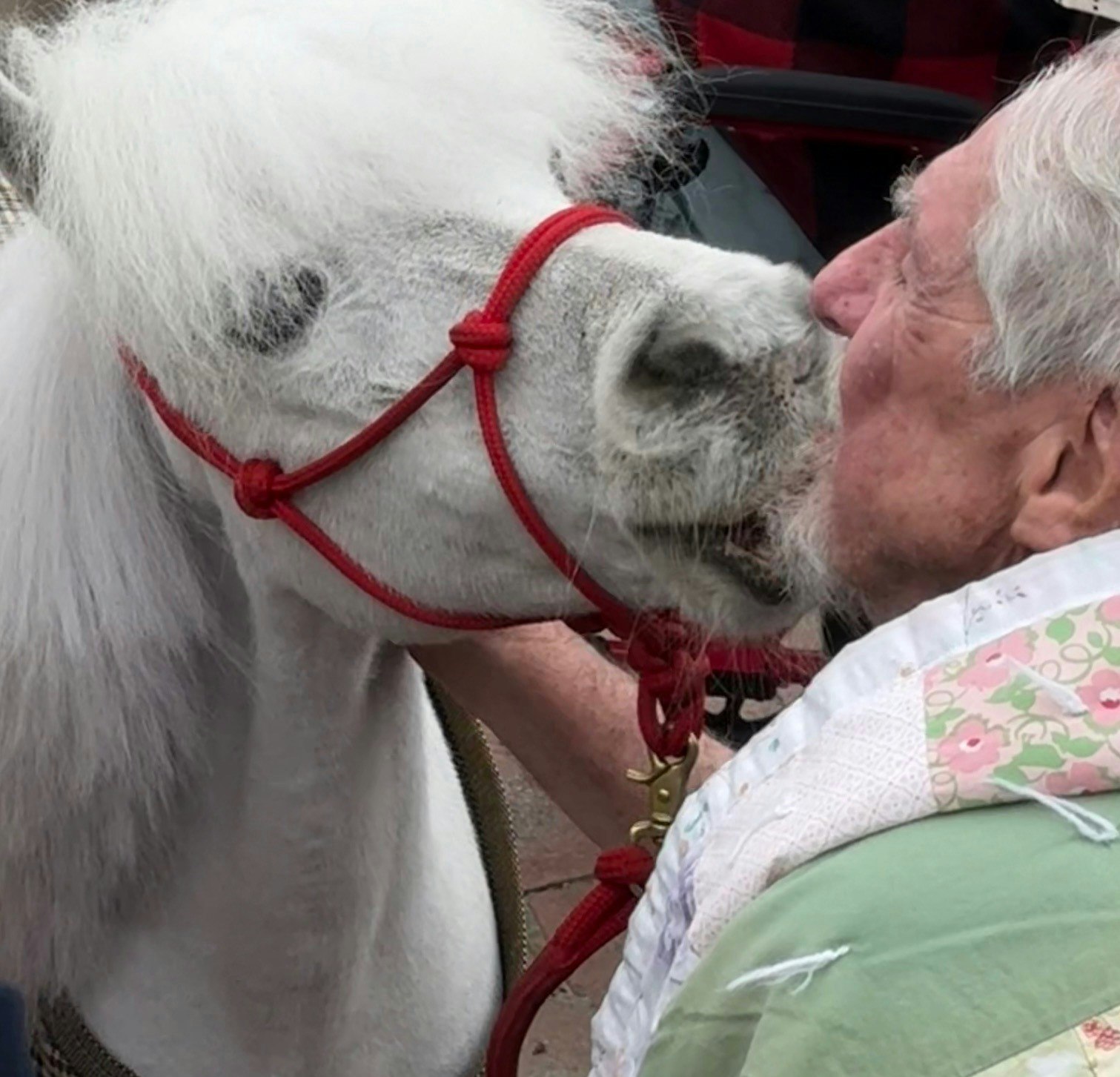 A small horse with a red halter nuzzling or interacting with an elderly person with a quilted blanket.