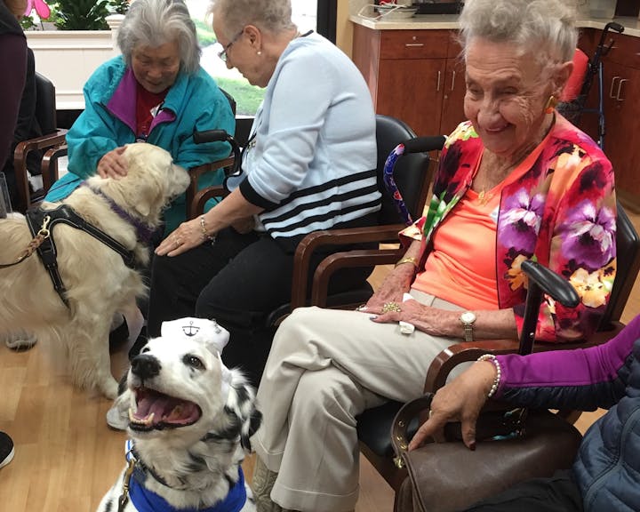 May contain: human, person, sitting, canine, dog, pet, animal, mammal, and senior citizen