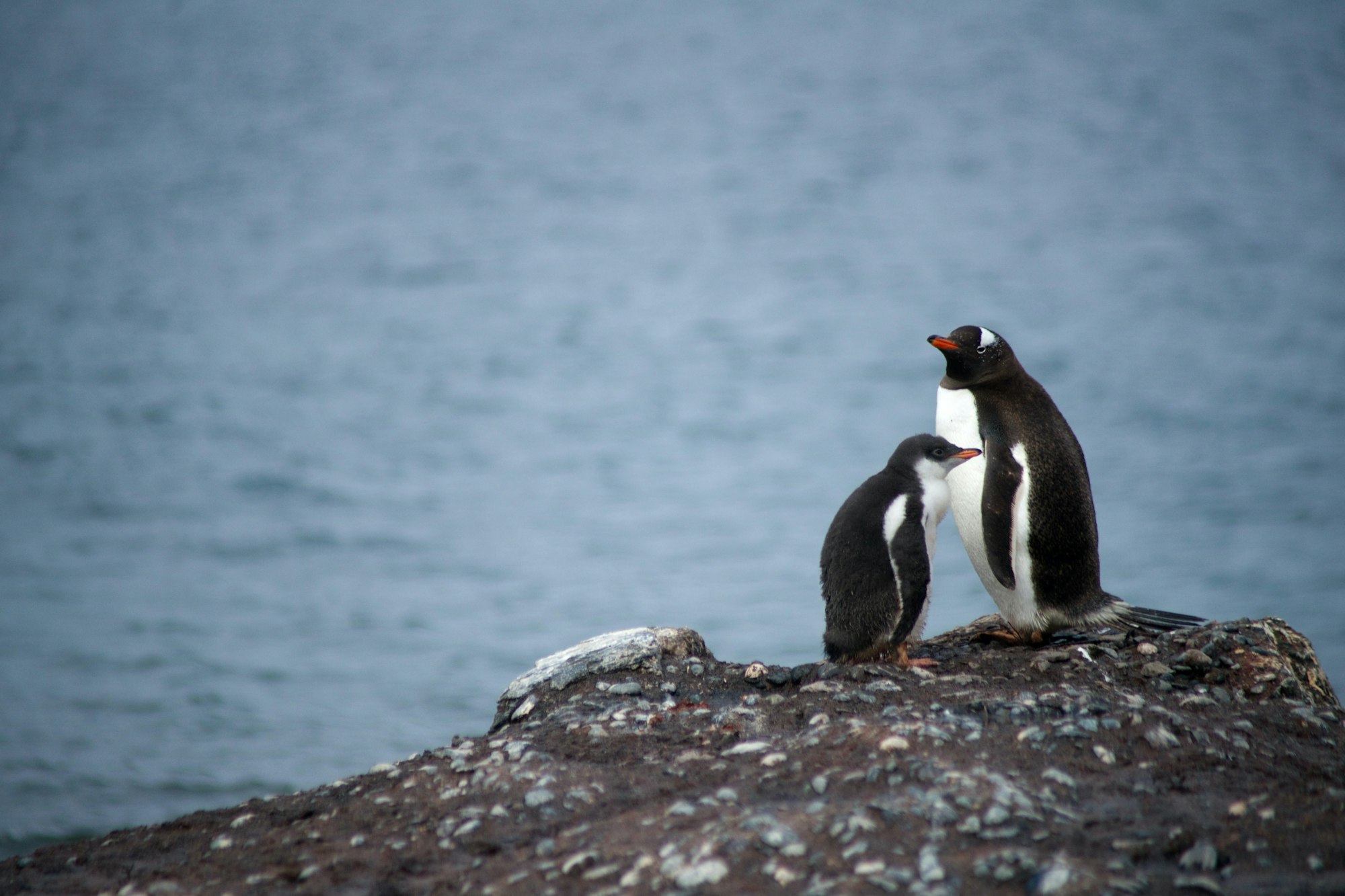 May contain: penguin, bird, and animal