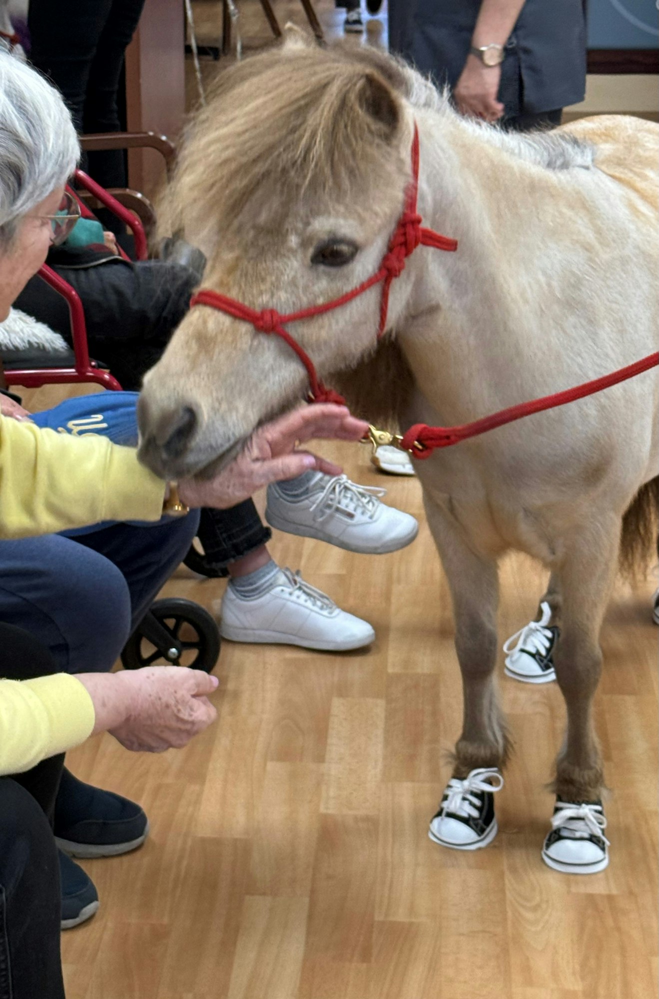 A small horse in tiny sneakers being pet inside a room.