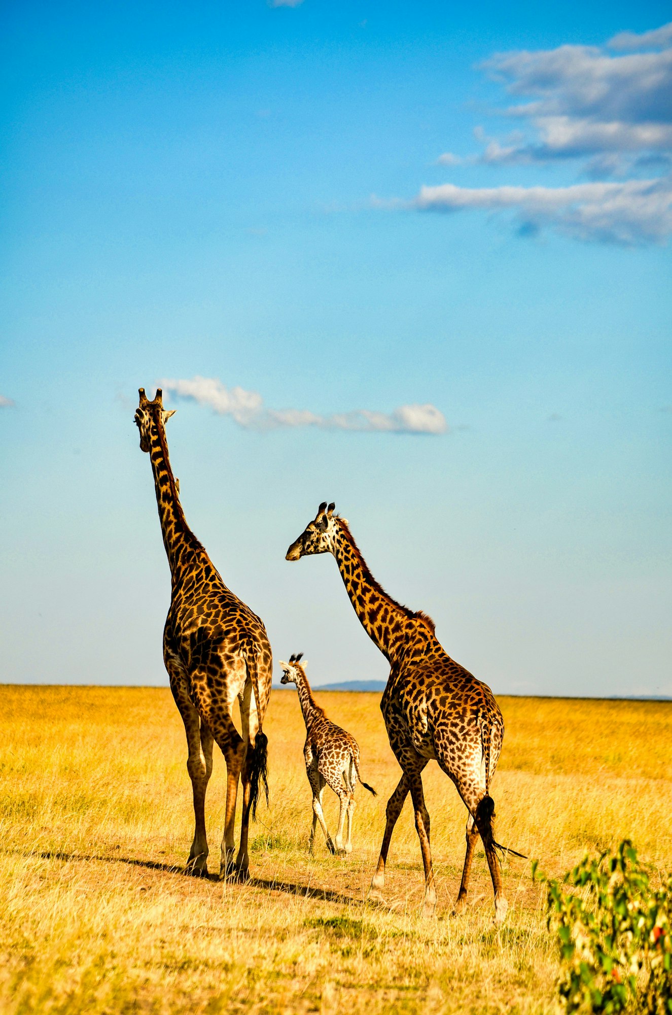 May contain: giraffe, animal, mammal, wildlife, field, savanna, grassland, nature, and outdoors