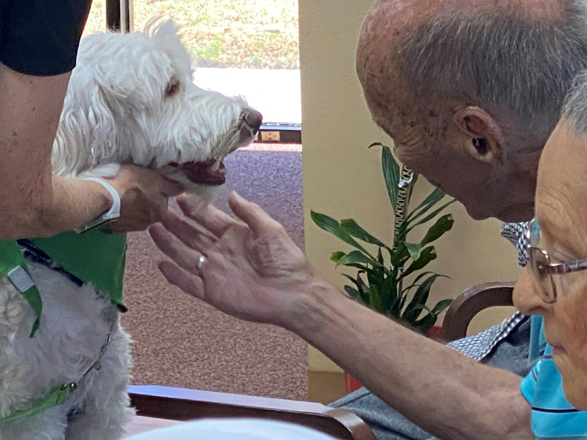An elderly person interacting with a white dog indoors, another person's arm visible.