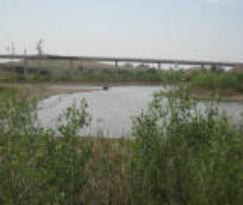 A small pond with greenery in the foreground and a bridge in the distance under a clear sky.