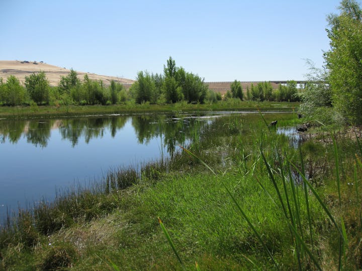 A serene pond with lush green grass and trees, reflecting a clear blue sky.