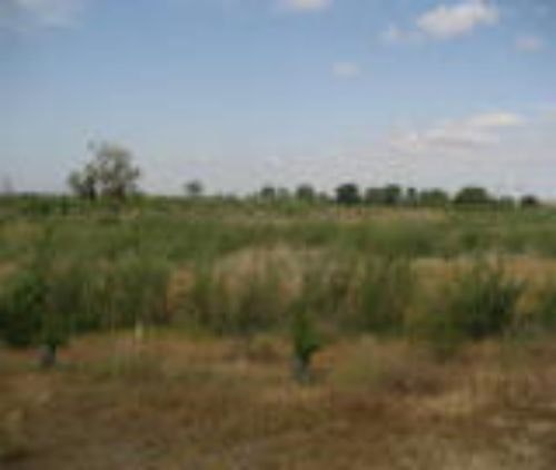 A wide, grassy landscape with scattered shrubs, a few distant trees, and a partly cloudy sky.